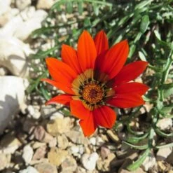 Daily Garden Joy Shop 9 Daily Garden Joy Shop -Daily Garden Joy Shop scarlet tanager african daisy flower single