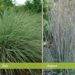 Standing Ovation Little Bluestem Grass 9 Standing Ovation Little Bluestem Grass -Daily Garden Joy Shop schizachyrium scop standing ovation july august 1 1