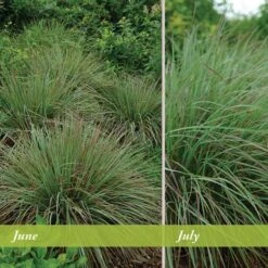 Standing Ovation Little Bluestem Grass 10 Standing Ovation Little Bluestem Grass -Daily Garden Joy Shop schizachyrium scop standing ovation june july 1 1