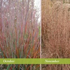 Standing Ovation Little Bluestem Grass 11 Standing Ovation Little Bluestem Grass -Daily Garden Joy Shop schizachyrium scop standing ovation october november 1 1