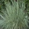 Prairie Blues Little Bluestem Grass 2 Prairie Blues Little Bluestem Grass -Daily Garden Joy Shop schizachyrium prairie blues walters gardens cropped