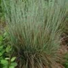 Standing Ovation Little Bluestem Grass -Daily Garden Joy Shop schizachyrium scop standing ovation 1 1