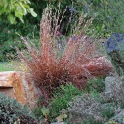 Blaze Little Bluestem Grass 10 Blaze Little Bluestem Grass -Daily Garden Joy Shop schizachyrium scoparium blaze 1 cropped