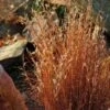 Blaze Little Bluestem Grass -Daily Garden Joy Shop schizachyrium scoparium blaze 3 cropped 4