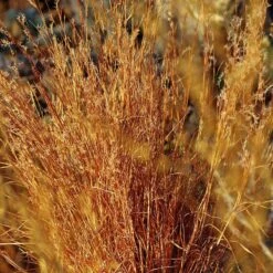 Blaze Little Bluestem Grass 9 Blaze Little Bluestem Grass -Daily Garden Joy Shop schizachyrium scoparium blaze cropped 2