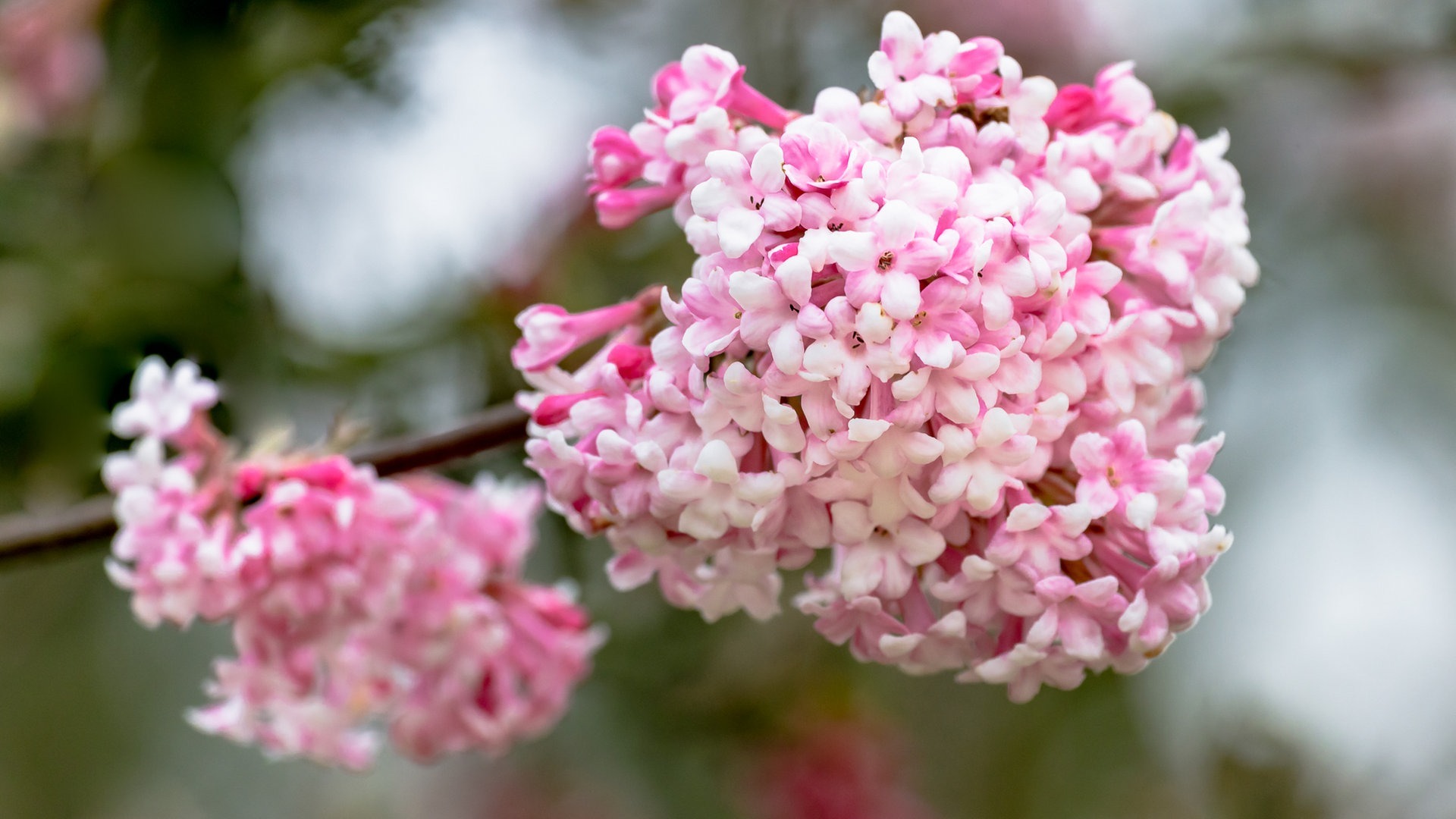 Daily Garden Joy Shop -Daily Garden Joy Shop schneeball120 v fullhd