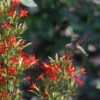 Royal Catchfly (Silene) 1 Royal Catchfly (Silene) -Daily Garden Joy Shop scott myrick hummingbird silene regia royal catch fly wa