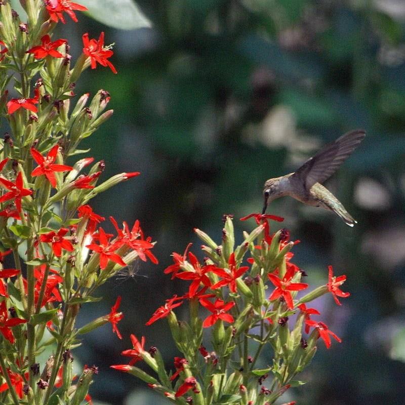 Royal Catchfly (Silene) 3 Royal Catchfly (Silene)
