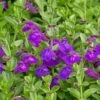 Dark Violet Skullcap (Scutellaria) -Daily Garden Joy Shop scutellaria dark violet close up flower