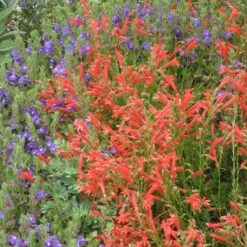 Compact Pineleaf Penstemon -Daily Garden Joy Shop scutellaria resinosa penstemon pinifolius compactum