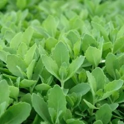 Autumn Fire Sedum -Daily Garden Joy Shop sed autumnfire fol northcreek nu