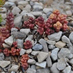 Old Man's Bones Sedum -Daily Garden Joy Shop sedum globosum old mans bones growing 1