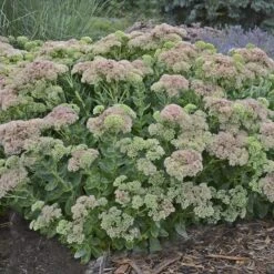 Autumn Fire Sedum -Daily Garden Joy Shop sedum autumn fire whole plant e