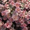 Voodoo Sedum -Daily Garden Joy Shop sedum purium voo doo 001 720x720 72 rgb