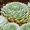 Cobweb Hens And Chicks -Daily Garden Joy Shop sempervivum arachnoideum 3