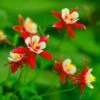 Red Hobbit Columbine -Daily Garden Joy Shop shutterstock 42234346 aquilegia caerulea red hobbit 1
