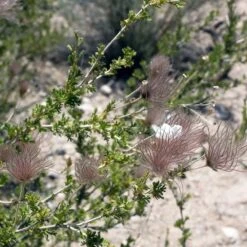 Apache Plume (Fallugia) -Daily Garden Joy Shop shutterstock apache plume fallugia paradoxa 3 cropped