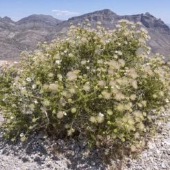 Apache Plume (Fallugia) -Daily Garden Joy Shop shutterstock apache plume fallugia paradoxa 4 cropped