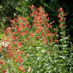 Royal Catchfly (Silene) 7 Royal Catchfly (Silene) -Daily Garden Joy Shop silene reiga royal catchfly full plant