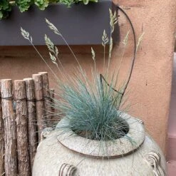 Siskiyou Blue Fescue Grass -Daily Garden Joy Shop siskiyou blue fescue 2