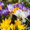 Snow Crocus Mix -Daily Garden Joy Shop snow crocus mix 1