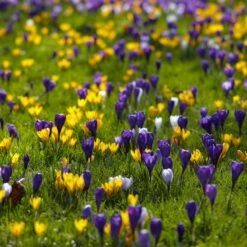 Snow Crocus Mix -Daily Garden Joy Shop snow crocus mix lawn