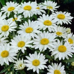 Snowcap Shasta Daisy 7 Snowcap Shasta Daisy -Daily Garden Joy Shop snowcap shasta daisy 3