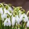 Snowdrops 1 Snowdrops -Daily Garden Joy Shop snowdrops green white 530249788 cropped