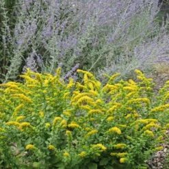 Golden Fleece Goldenrod (Solidago) -Daily Garden Joy Shop solidago golden fleece russian sage perovskia atriplicifolia