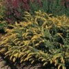 Golden Fleece Goldenrod (Solidago) 2 Golden Fleece Goldenrod (Solidago) -Daily Garden Joy Shop solidago sphacelata golden fleece 91928 web 1 2
