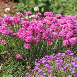 Splendens Armeria -Daily Garden Joy Shop splendens sea thrift armeria maritima garden