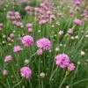 Splendens Armeria -Daily Garden Joy Shop splendens sea thrift armeria maritima splendens flowres