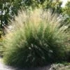 Windbreaker Giant Sacaton Grass -Daily Garden Joy Shop sporobolus wrightii pat plant selecthayward1 cropped