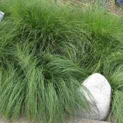 Prairie Dropseed Grass -Daily Garden Joy Shop sporobolus heterolipis close up of foliage 91930 cropped