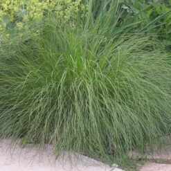 Prairie Dropseed Grass -Daily Garden Joy Shop sporobolus heterolipis foliage cropped