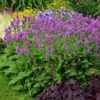 Hummelo Betony -Daily Garden Joy Shop stachys monieri hummelo 1