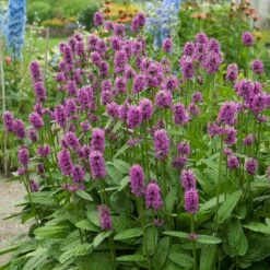 Hummelo Betony -Daily Garden Joy Shop stachys monieri hummelo 3