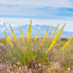 Daily Garden Joy Shop 24 Daily Garden Joy Shop -Daily Garden Joy Shop stanleya pinnata princes plume 2