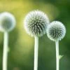 Star Frost Echinops -Daily Garden Joy Shop star frost globe thistle 1