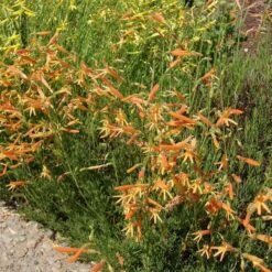 SteppeSuns® Sunset Glow Penstemon -Daily Garden Joy Shop steppesuns sunset glow penstemon orange