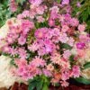 Sunset Strain Lewisia -Daily Garden Joy Shop sunset strain lewisia rock garden