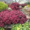 SunSparkler® Dazzleberry Sedum -Daily Garden Joy Shop sunsparkler dazzleberry sedum 1