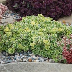 SunSparkler® Lime Twister Sedum -Daily Garden Joy Shop sunsparkler lime twister sedum