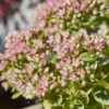 SunSparkler® Lime Twister Sedum -Daily Garden Joy Shop sunsparkler lime twister sedum close up