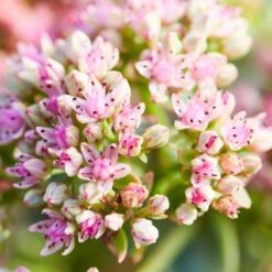 SunSparkler® Lime Twister Sedum -Daily Garden Joy Shop sunsparkler lime twister sedum pink flowers