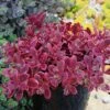 SunSparkler® Wildfire Sedum 2 SunSparkler® Wildfire Sedum -Daily Garden Joy Shop sunsparkler wildfire sedum container 2