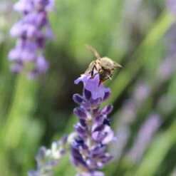 Sharon Roberts English Lavender -Daily Garden Joy Shop susan quimby honey bee lavender or 4