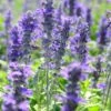 Texas Violet Salvia -Daily Garden Joy Shop texas violet mealy sage salvia farinacea