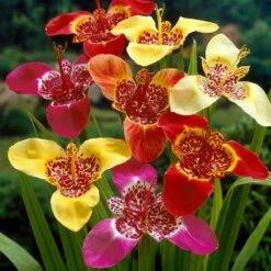 Tiger Flower Mix (Tigridia) -Daily Garden Joy Shop tigridia tiger flower mexican shell flower mix 1
