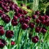 Queen Of The Night Single Late Tulip -Daily Garden Joy Shop tulip queen of the night cropped 1